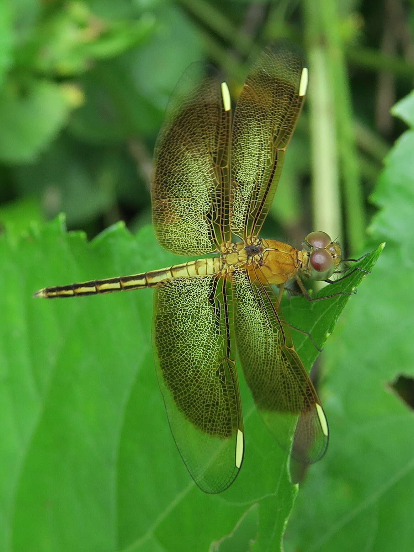 <i>Neurothemis stigmatizans bramina</i> Guerin 1830 resmi