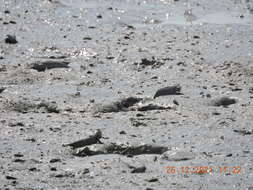 Image of Blue-spotted Mudskipper