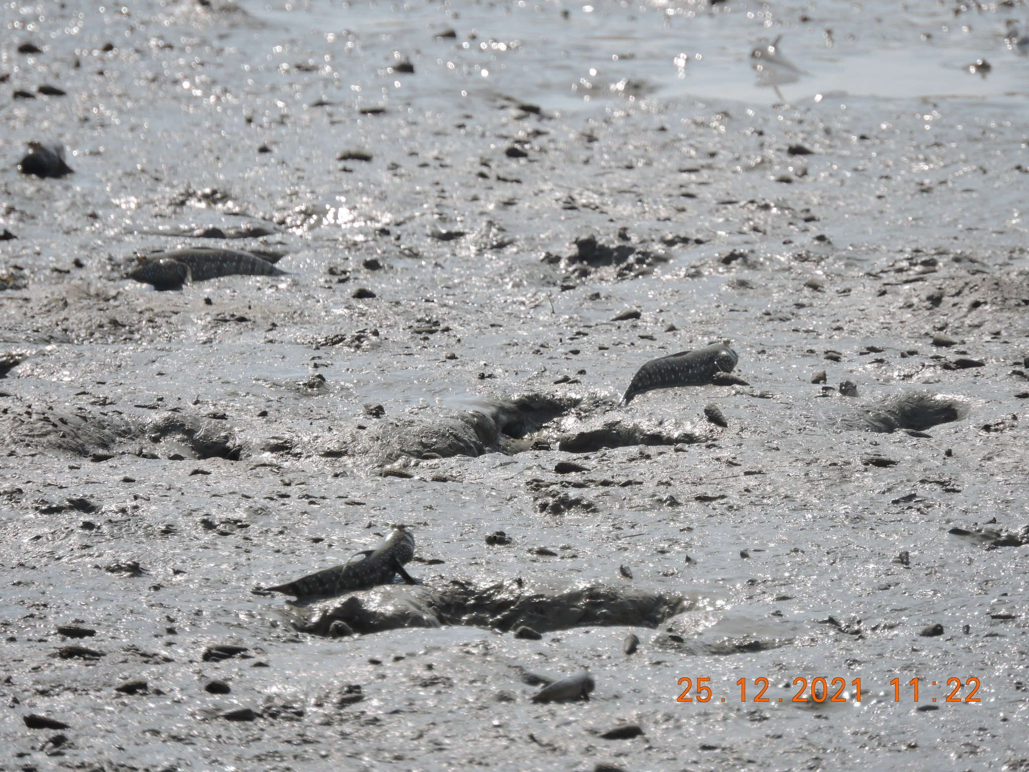 Image of Blue-spotted Mudskipper