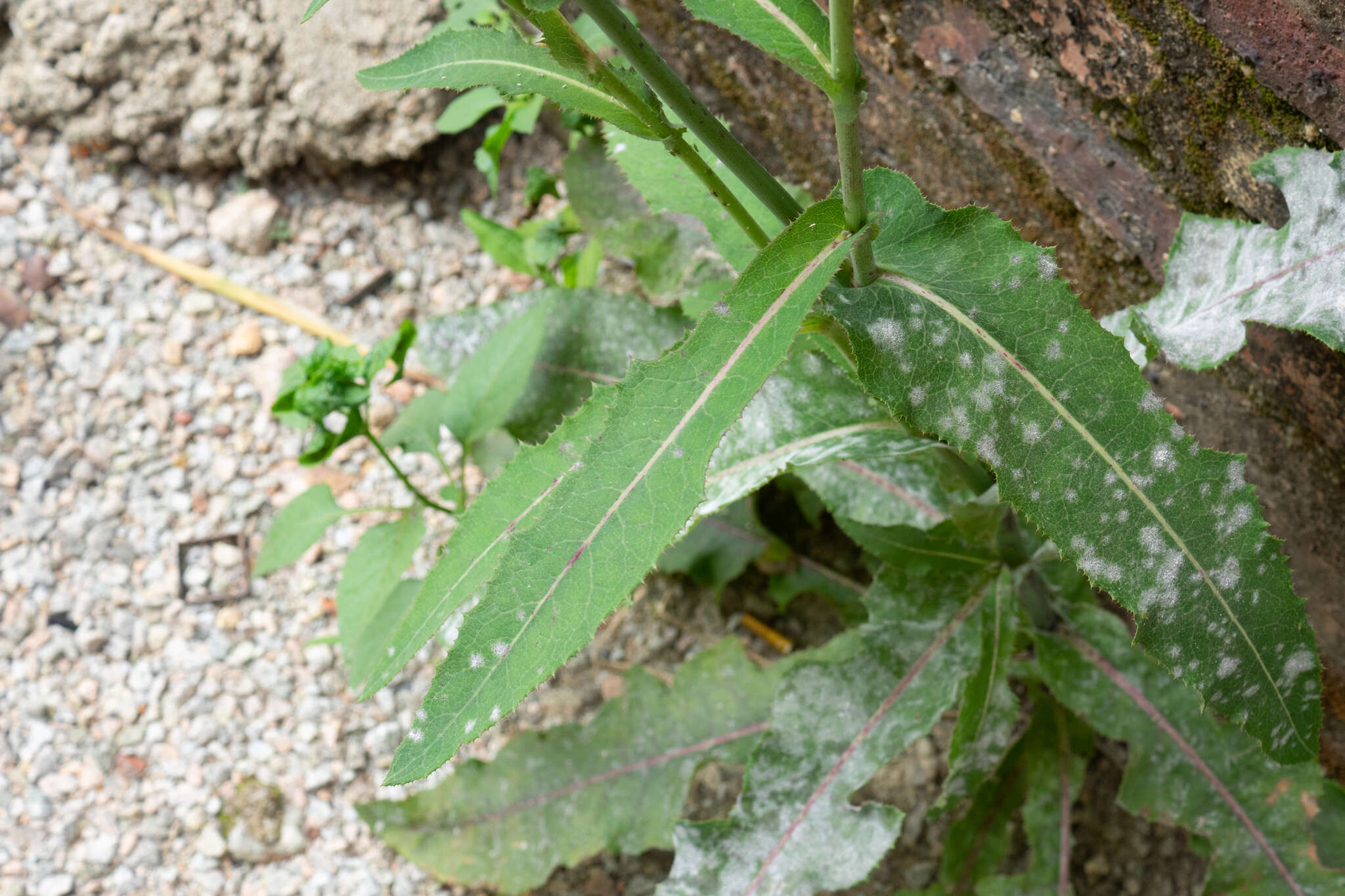 Plancia ëd Sonchus wightianus DC.