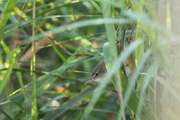 Image of Blunt-winged Warbler