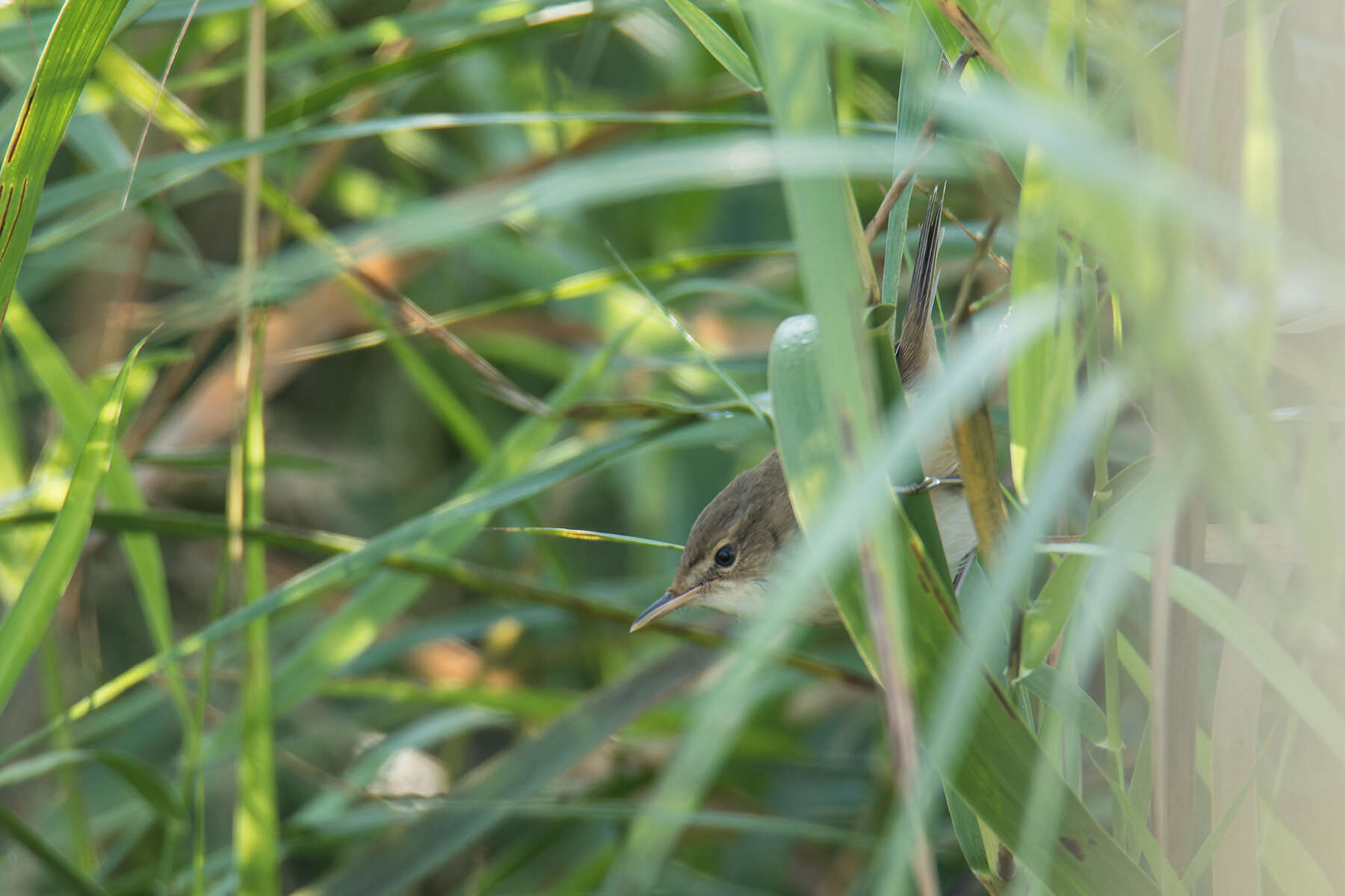 Acrocephalus concinens (Swinhoe 1870) resmi