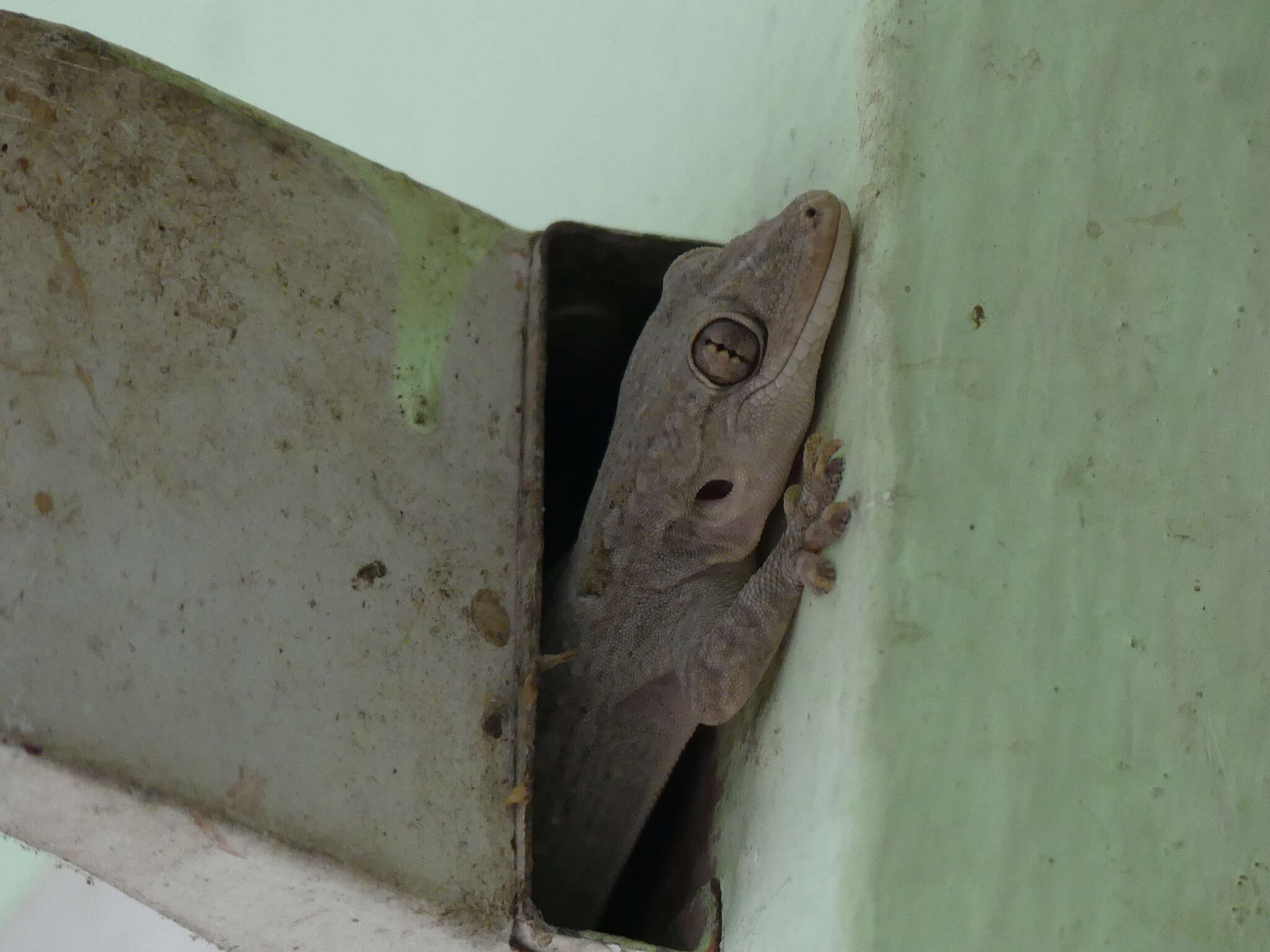 Image of Yellow-bellied house gecko