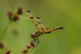 Слика од Celithemis elisa (Hagen 1861)