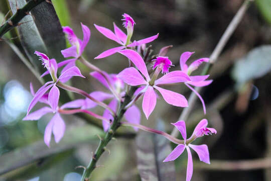 Image of Epidendrum flexuosum G. Mey.