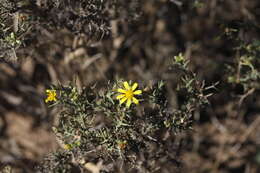 Plancia ëd Osteospermum spinosum L.