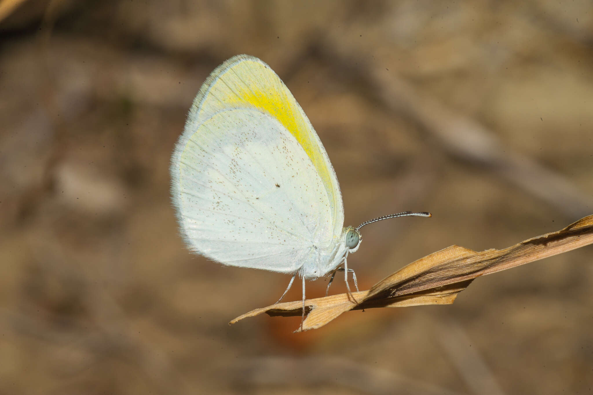 Image of Eurema elathea (Cramer (1777))