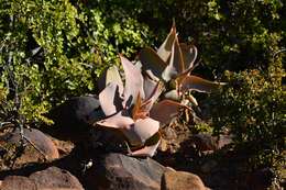 Image of Aloe striata Haw.