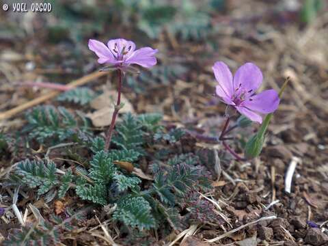 Sivun Erodium acaule (L.) Becherer & Thell. kuva