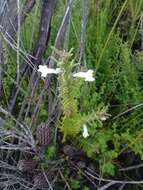 Image of Chloanthes stoechadis R. Br.