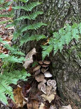 Image of Psathyrella conissans (Peck) A. H. Sm. 1972