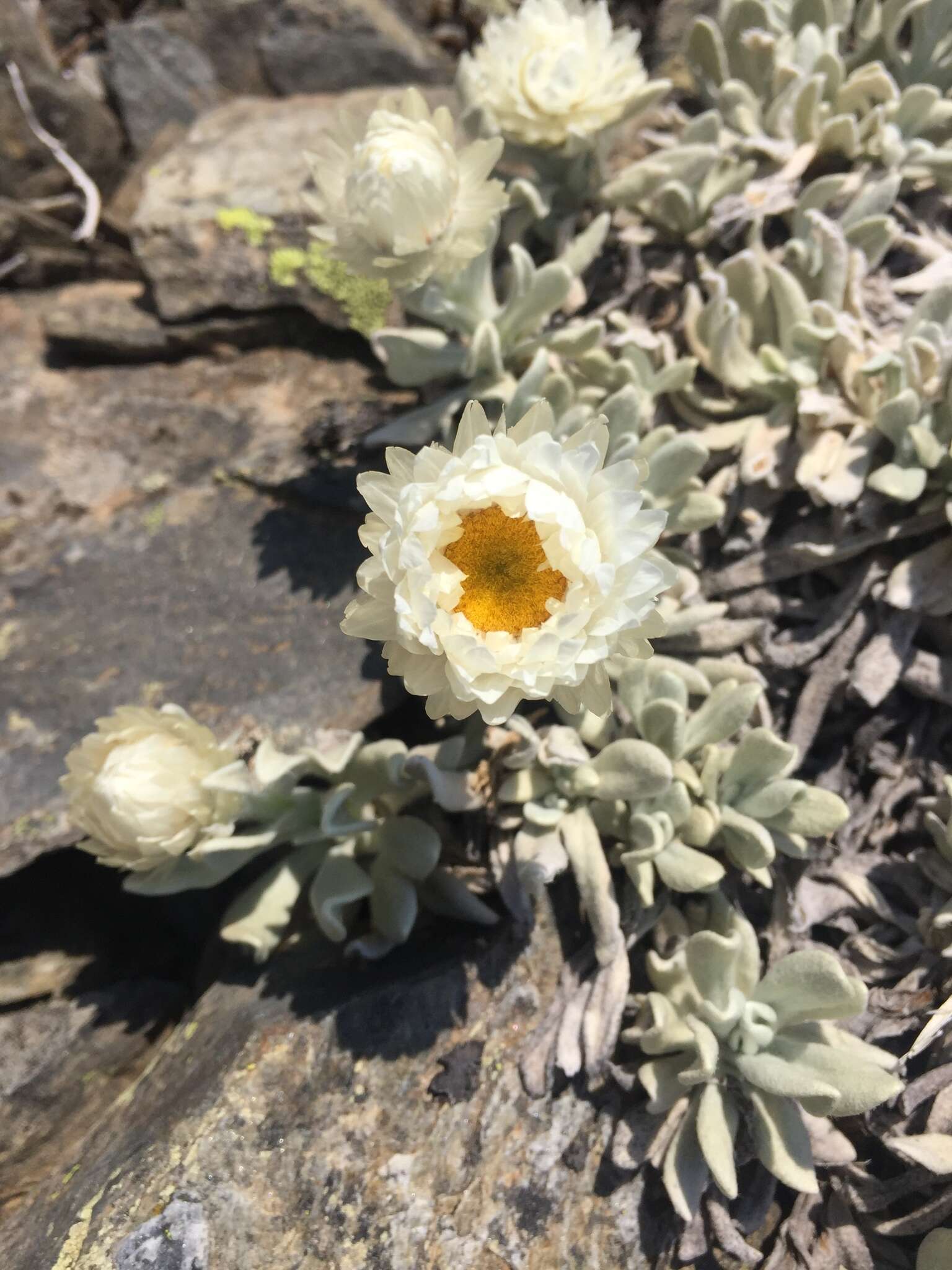 Image of Leucochrysum alpinum (F. Müll.) R. J. Dennis & N. G. Walsh