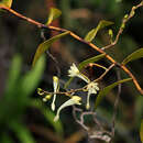 Image of Solenangis scandens (Schltr.) Schltr.