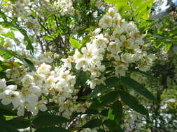 Imagem de Sorbus tianschanica Rupr.