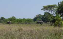 Image of African bush elephant