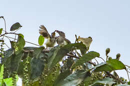 Image of Thescelocichla Oberholser 1905