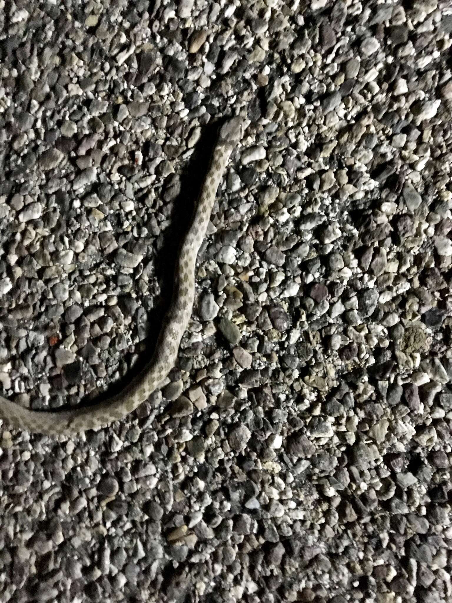 Image of Desert Night Snake