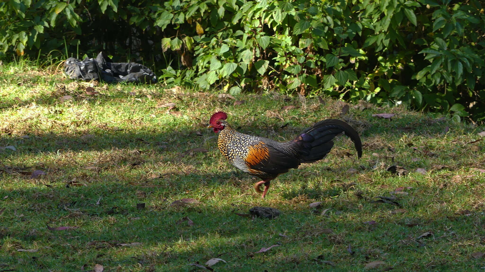 Image of Grey Junglefowl