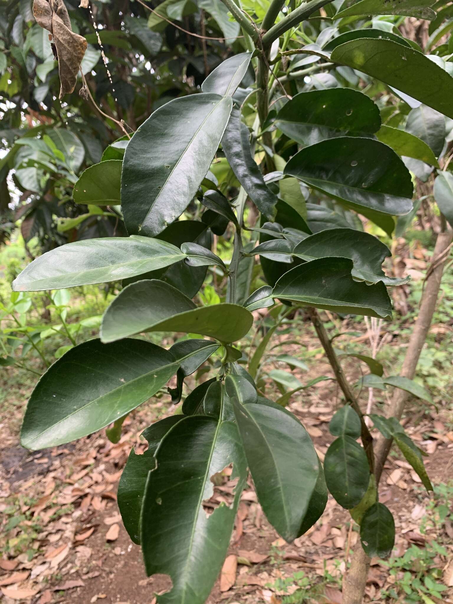 Image of Ponderosa lemon