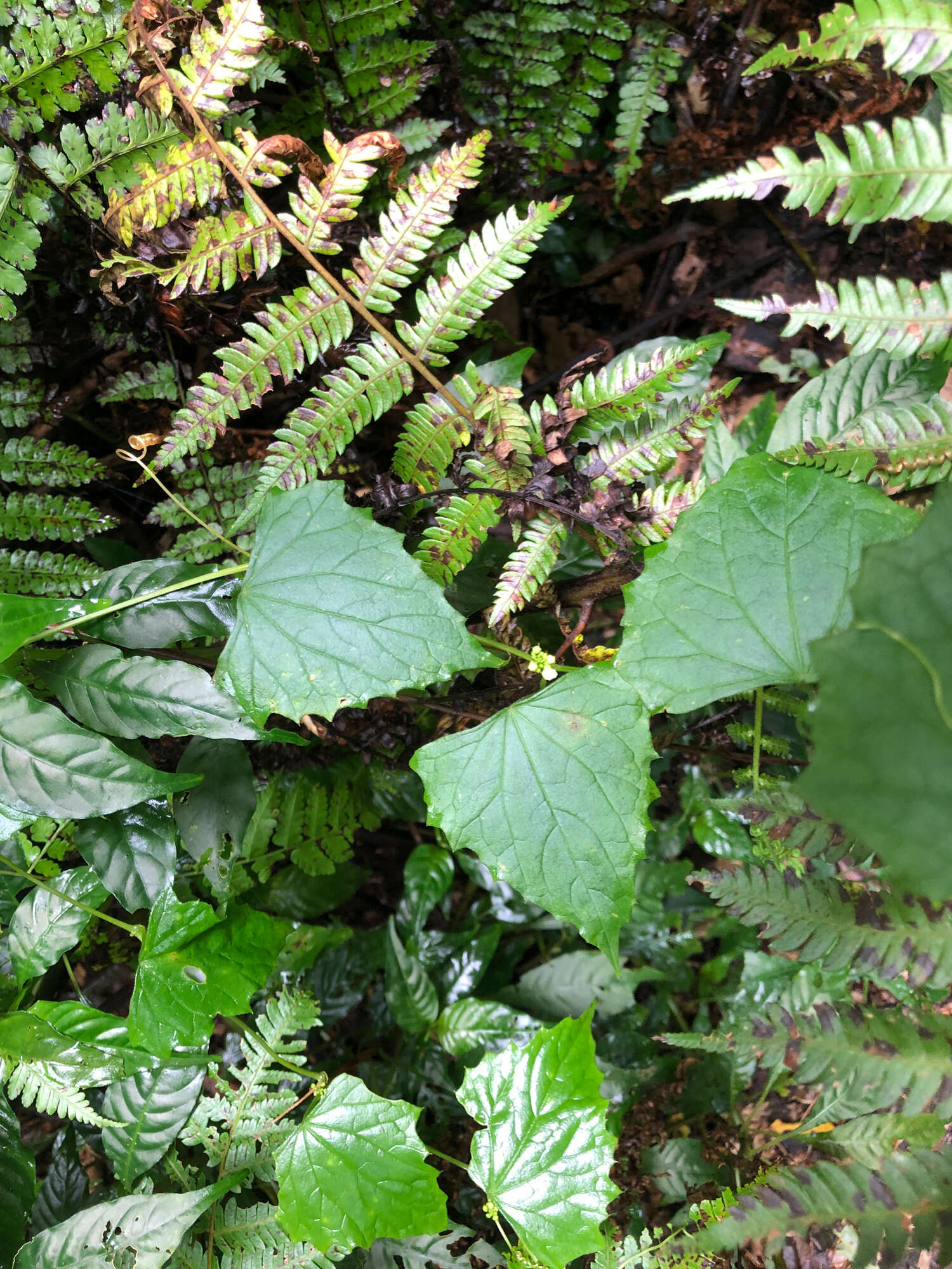 Image of Zehneria guamensis (Merr.) F. R. Fosberg