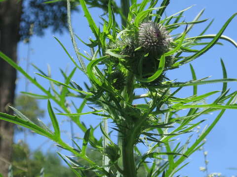 Image of Cirsium pendulum Fisch. ex DC.