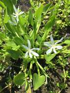 Heteranthera limosa (Sw.) Willd. resmi