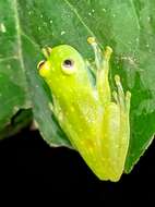 Image of Suretka Glass Frog