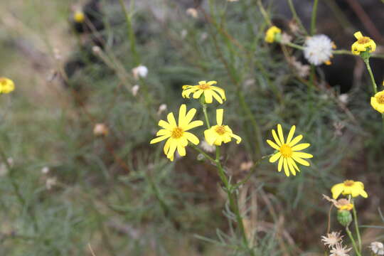 Image of <i>Senecio <i>pinnatifolius</i></i> var. pinnatifolius