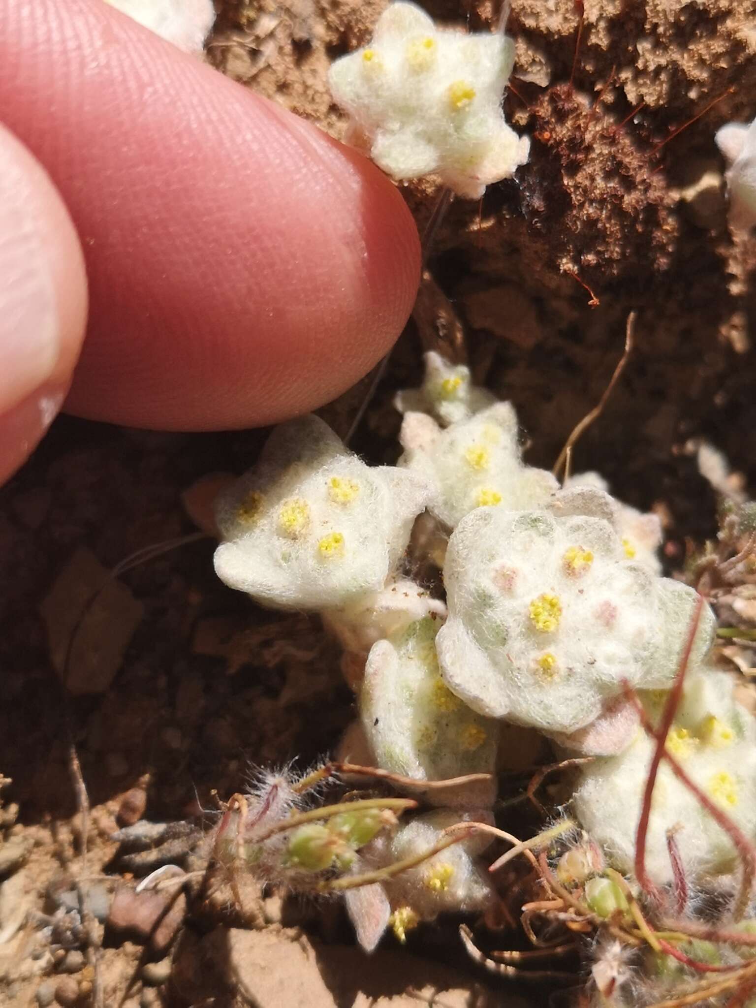 Image de Helichrysum herniarioides DC.