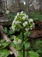 Image of Valeriana lapathifolia Vahl