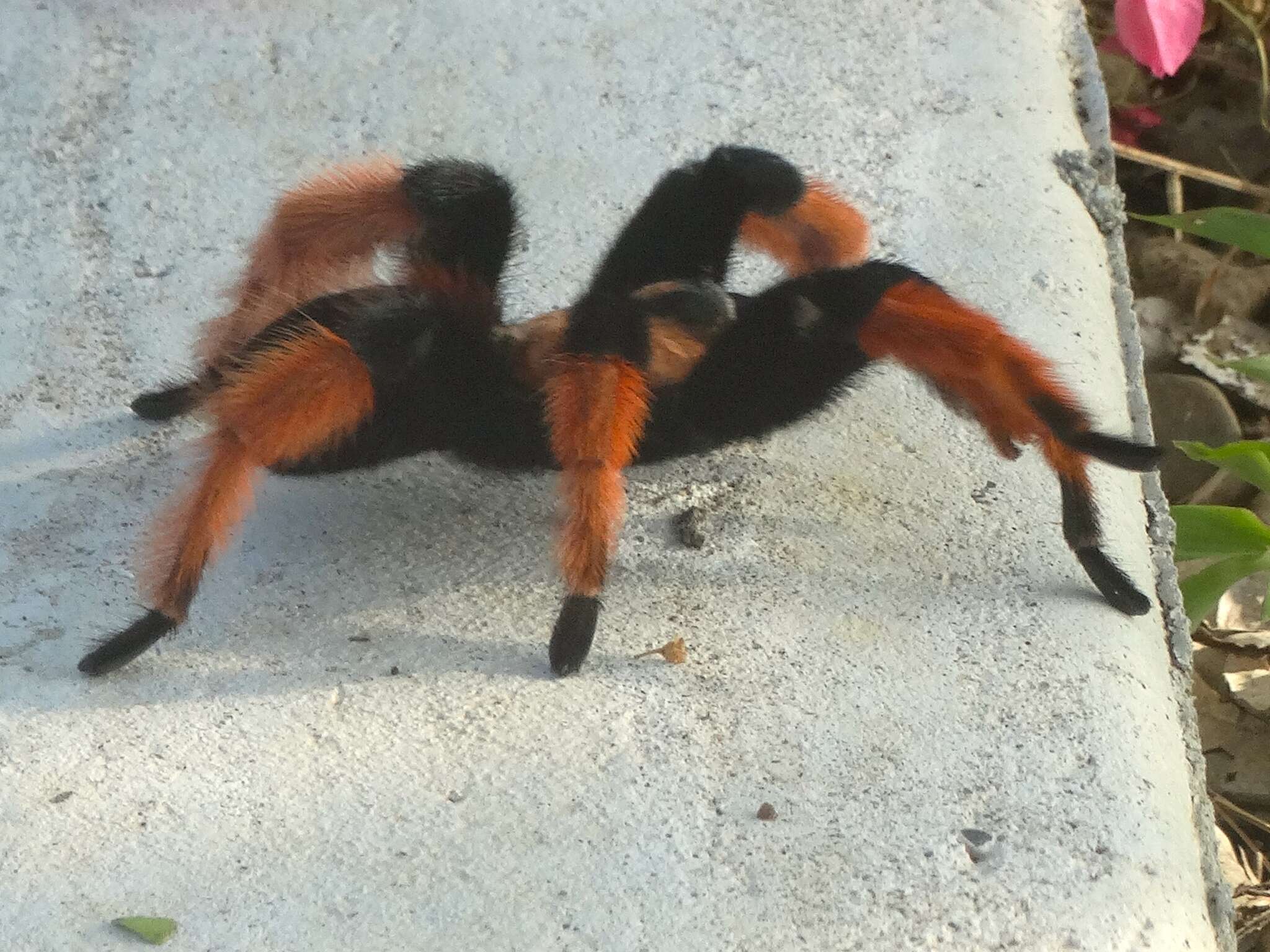 Image of Mexican redleg tarantula