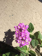 Image of trailing shrubverbena