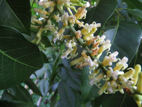 Image of Dysoxylum mollissimum Bl.