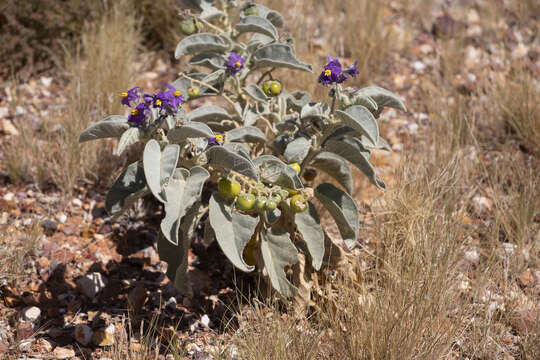 Image of Solanum quadriloculatum F. Müll.