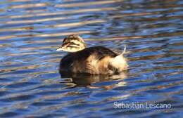 Image of Silvery Grebe