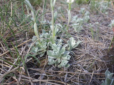 Imagem de Antennaria parvifolia Nutt.