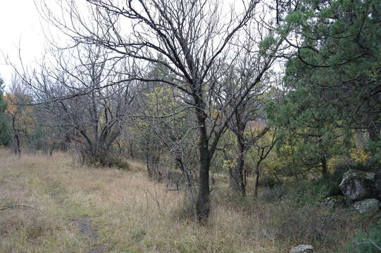 Image of Mt. Atlas mastic tree