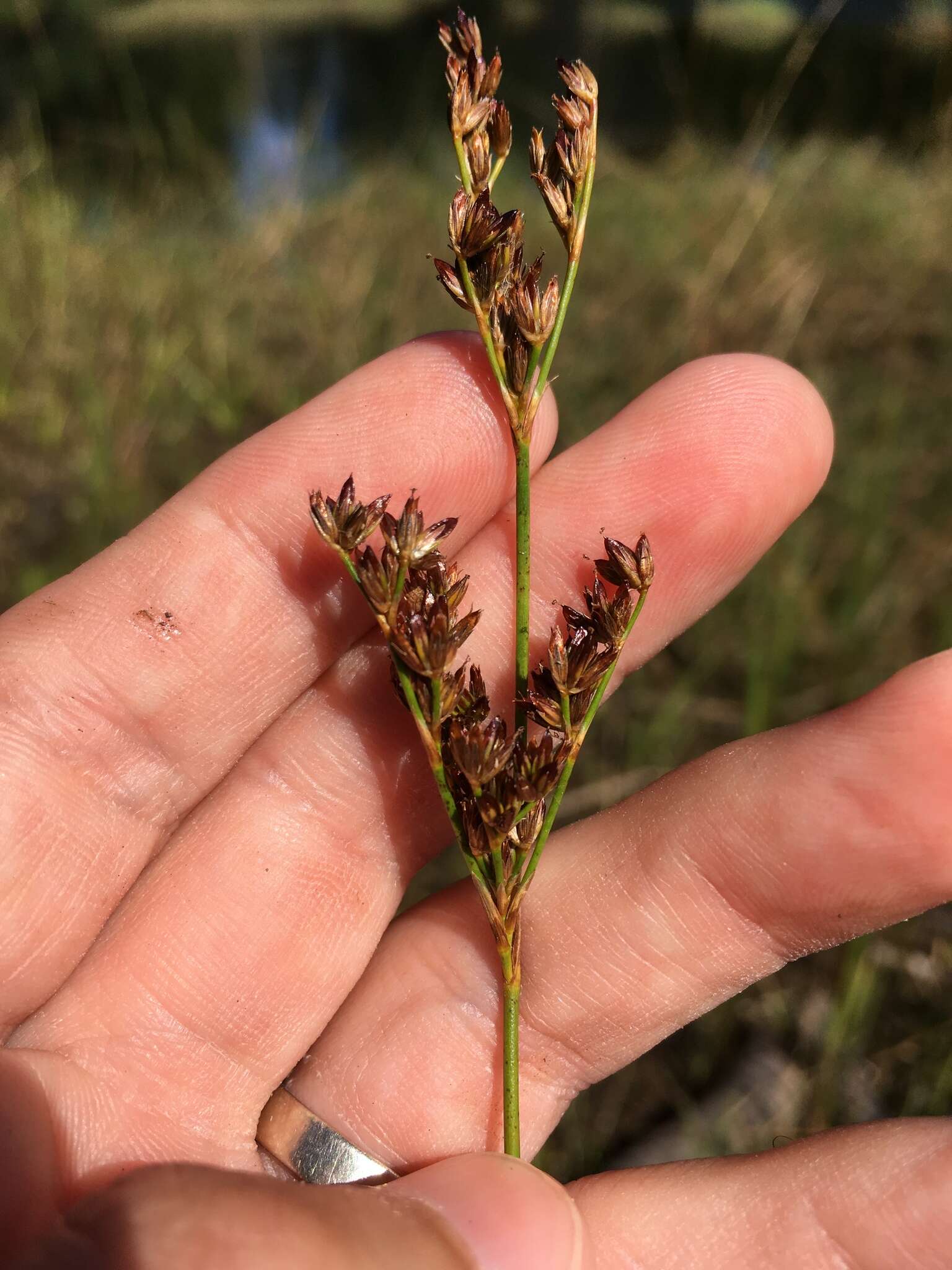 Image of Narrow-Panicle Rush