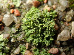 Phaeophyscia nigricans (Flörke) Moberg resmi