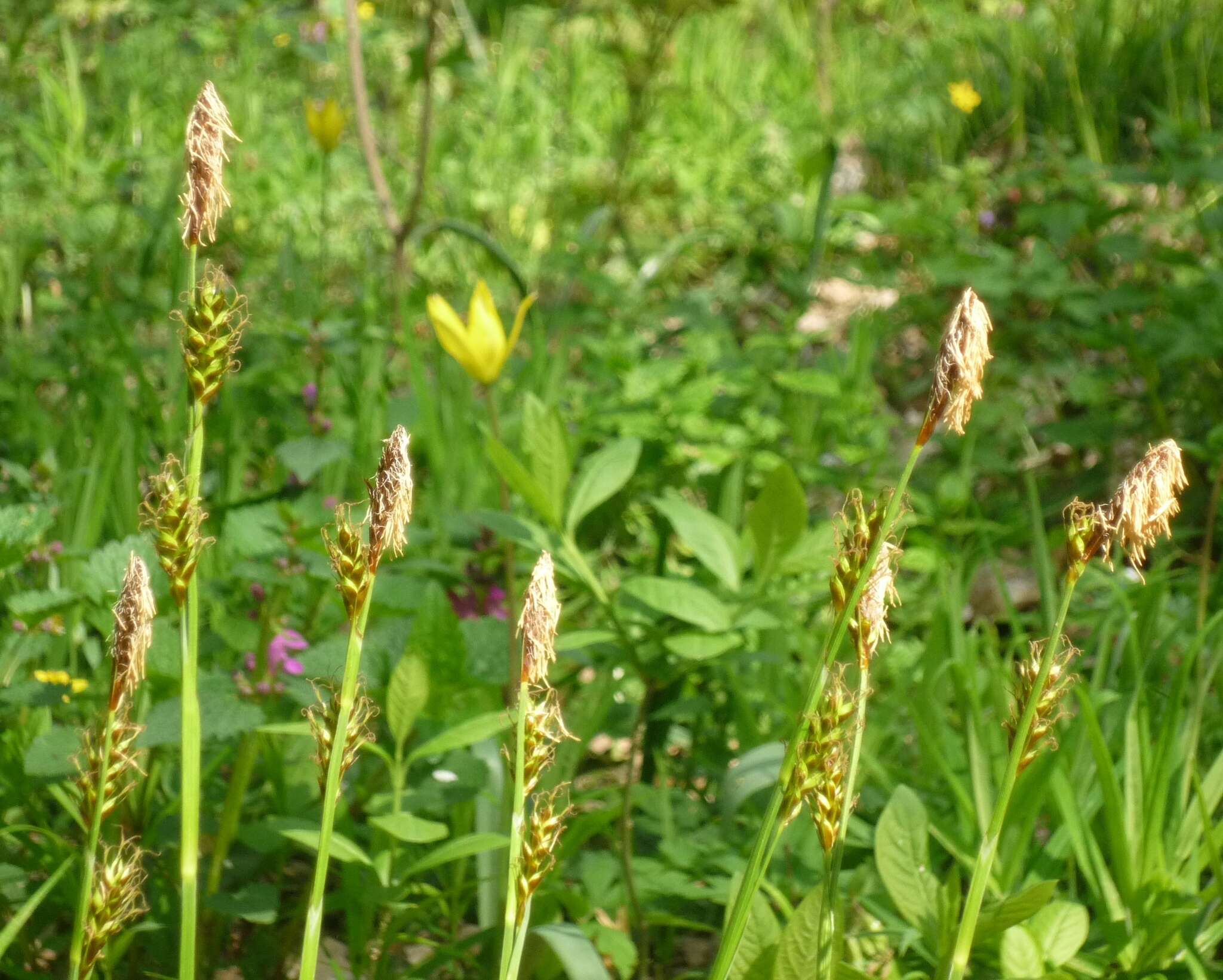 Carex brevicollis DC. resmi