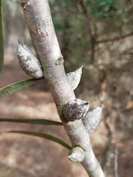 Image of Hakea repullulans H. M. Lee