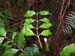 Image of Lasianthus fordii var. microphyllus (Elmer) H. Zhu