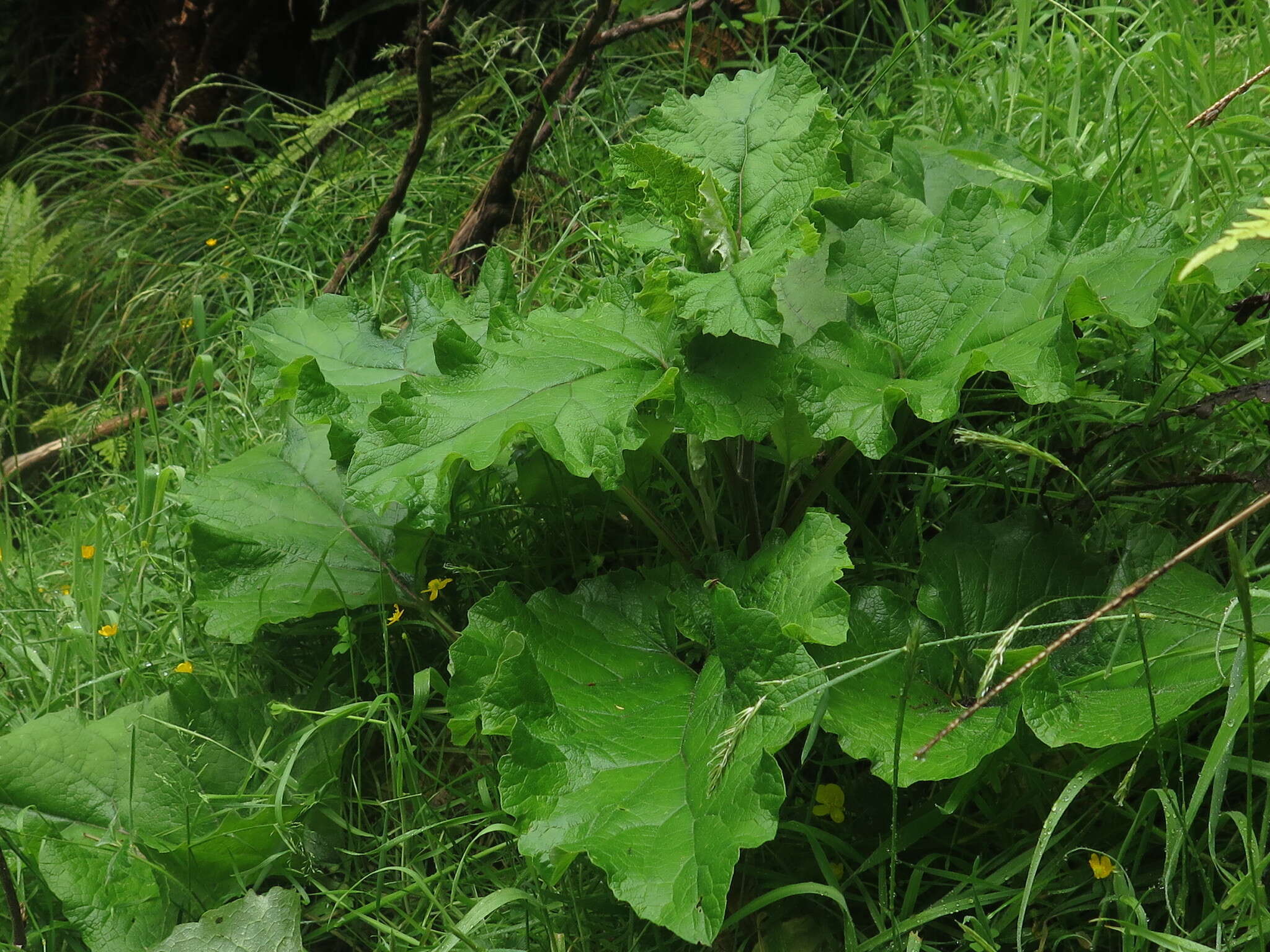 Imagem de Arctium minus subsp. minus