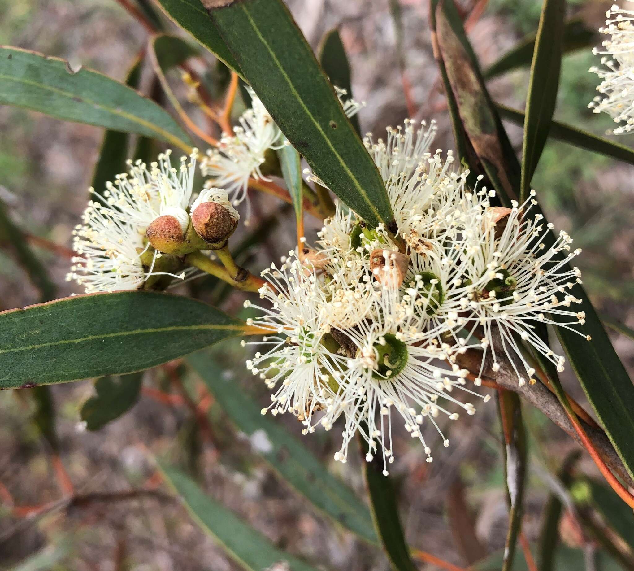 Image of Coastal White Mallee