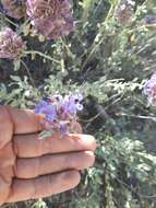 Sivun Salvia pachyphylla subsp. meridionalis R. M. Taylor kuva