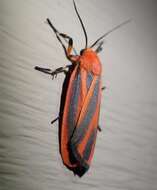 Image of Scarlet-winged Lichen Moth