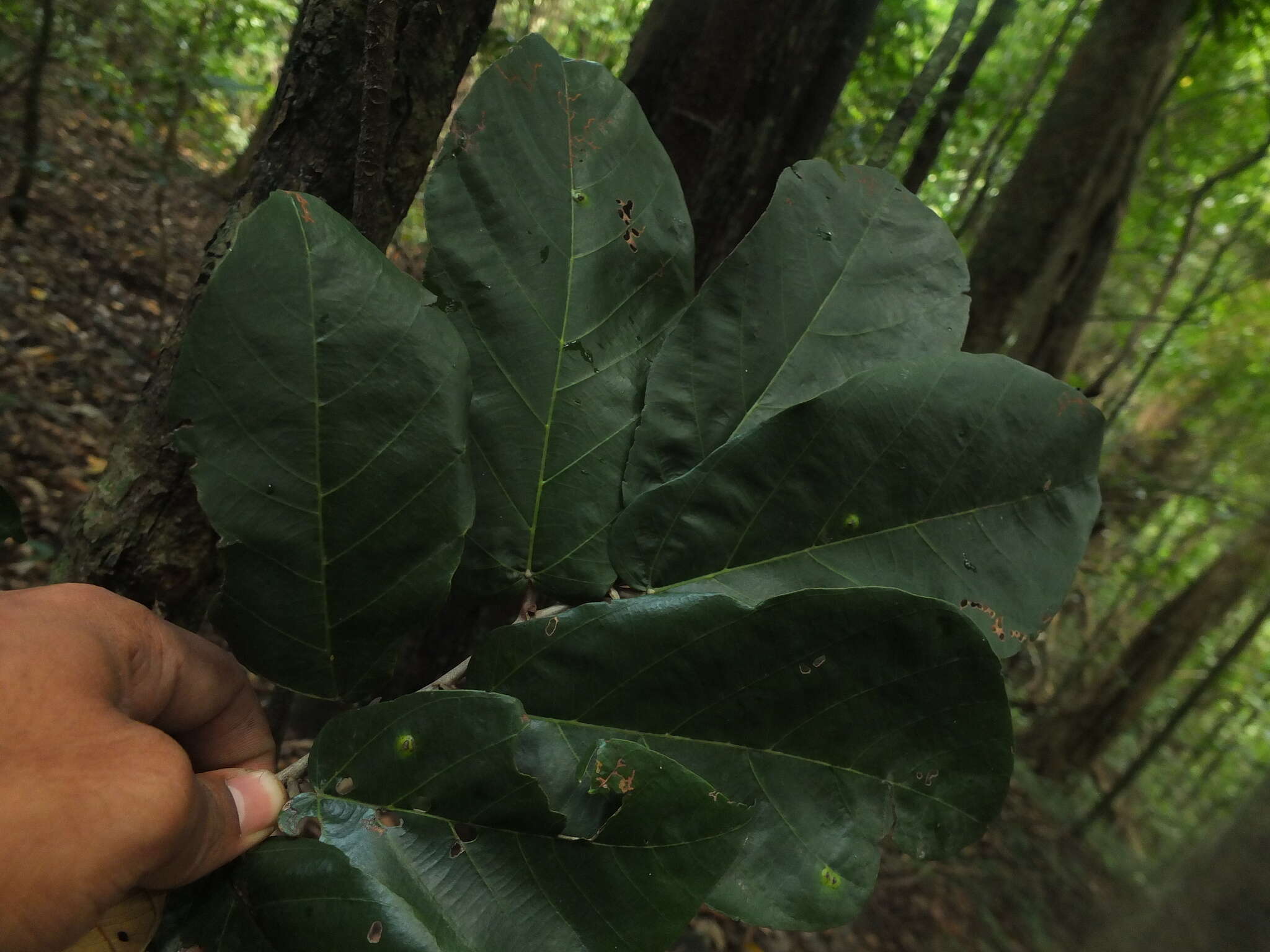 Image of Pterospermum diversifolium Bl.