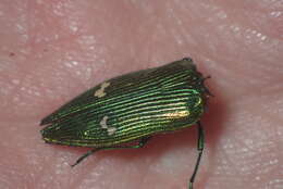 Image of Buprestis langii Mannerheim 1843