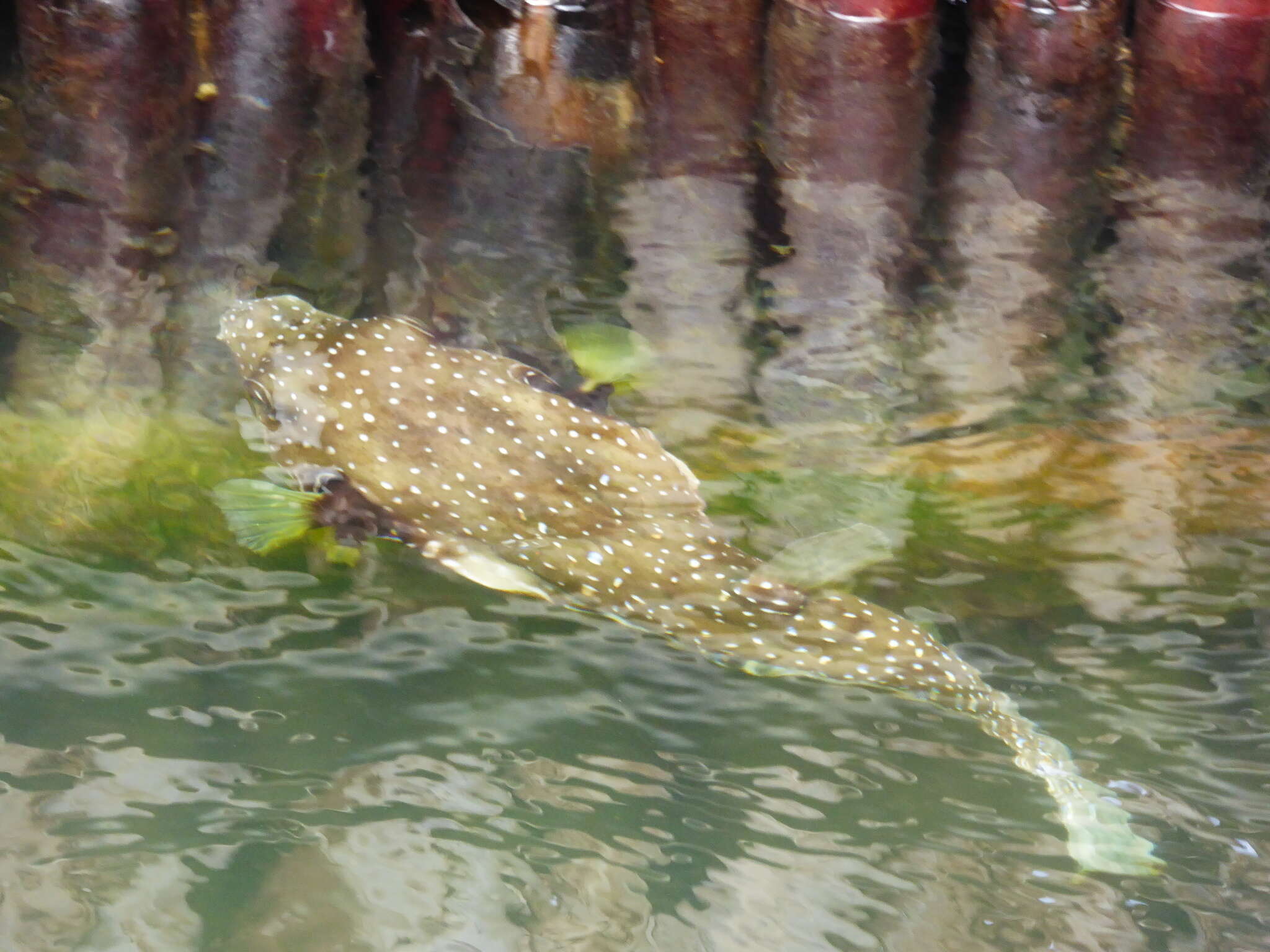 Image of Broadbarred Toadfish