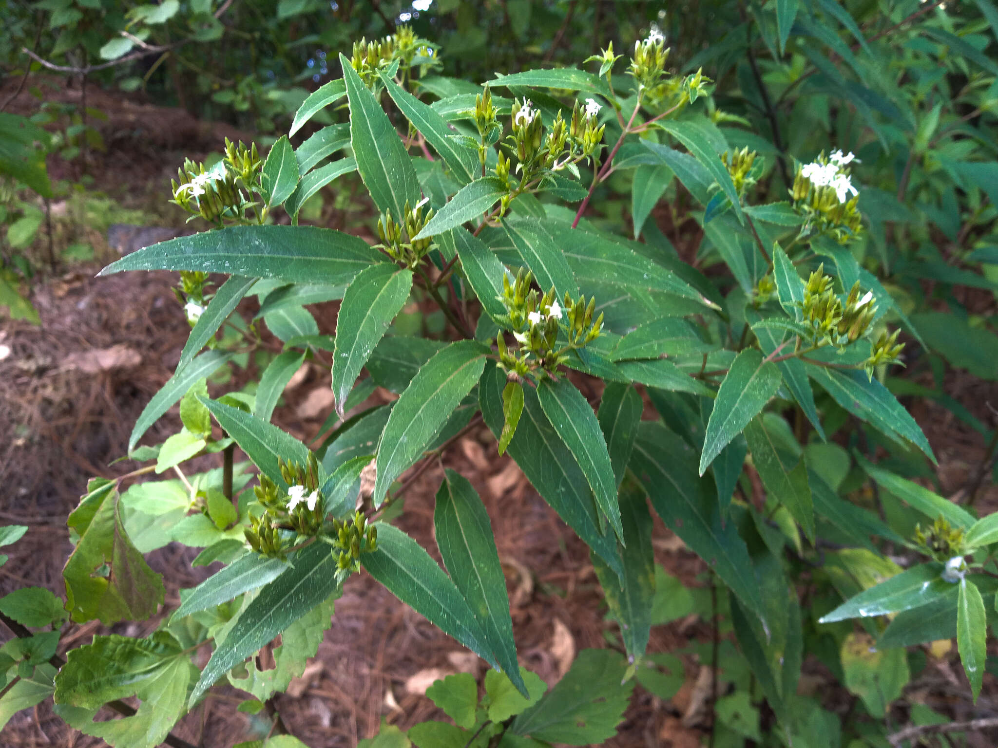 Image of Guardiola tulocarpus A. Gray